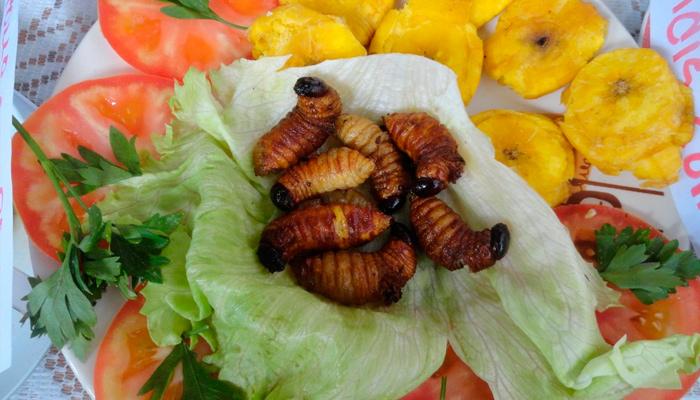 Chontacuro - Chontacuro Worm, Ecuadorian Food & Delicacies