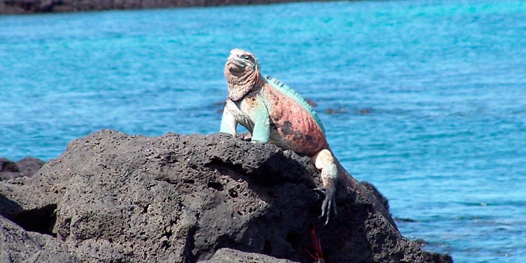 Galapagos islands beaches, the best ones | Short List