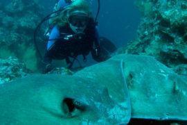 Scuba Diving Galapagos day trips