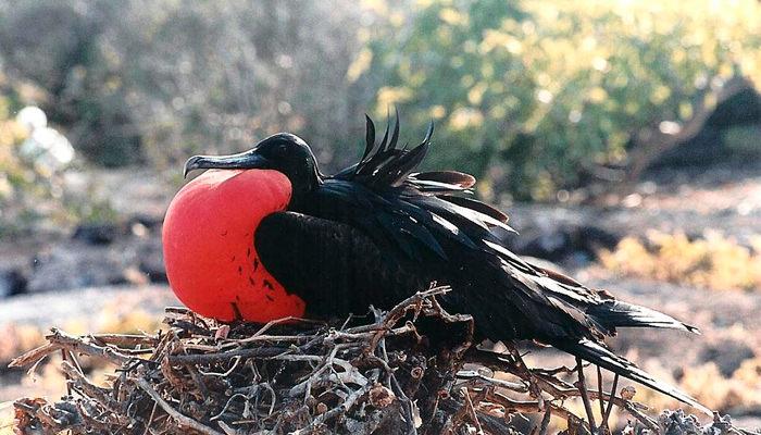 The Galapagos Islands: Birds