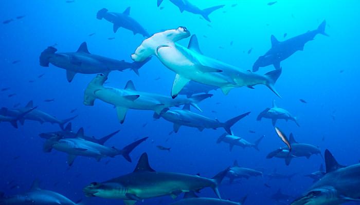 The Galapagos Islands: Sharks