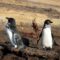 best time to visit galapagos penguins