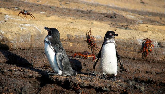 best time to visit galapagos penguins