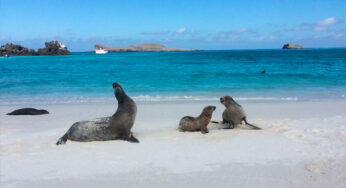A Guide To The Galapagos Islands Animals