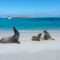 Galapagos Islands Animals