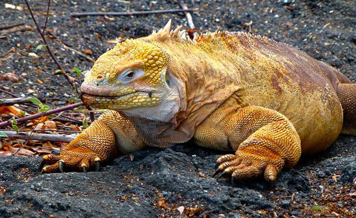 Animales De Galapagos