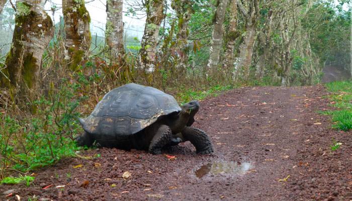 galapagos things to do giant tortoise