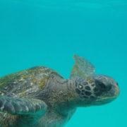 kicker-rock-galapagos-snorkeling-sea-turtle