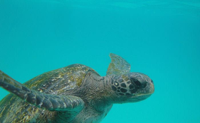 kicker-rock-galapagos-snorkeling-sea-turtle