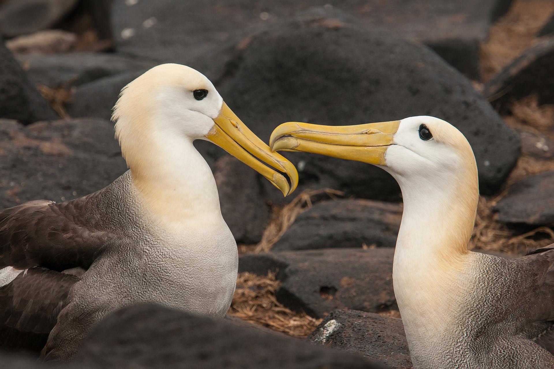 things to do in san cristobal island albatross