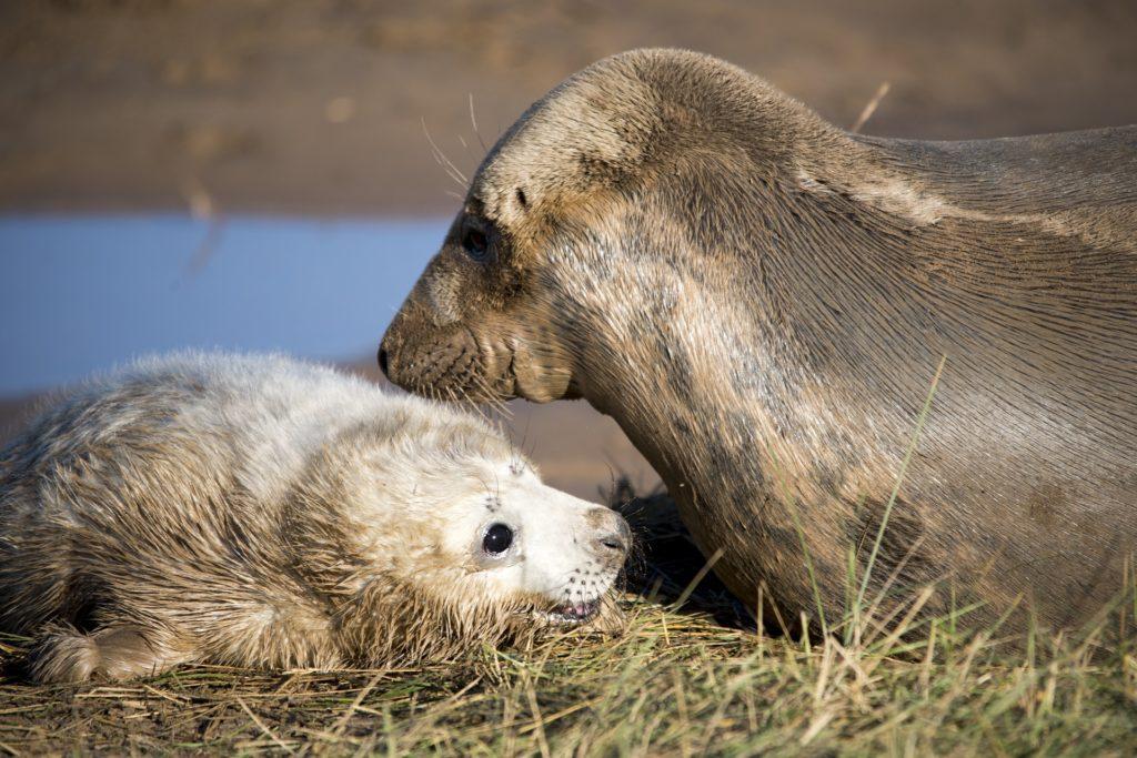 Galapagos-fur-seals Forget Charles Darwin: Here are 15 Amazing Travel Experiences in the Galapagos Islands