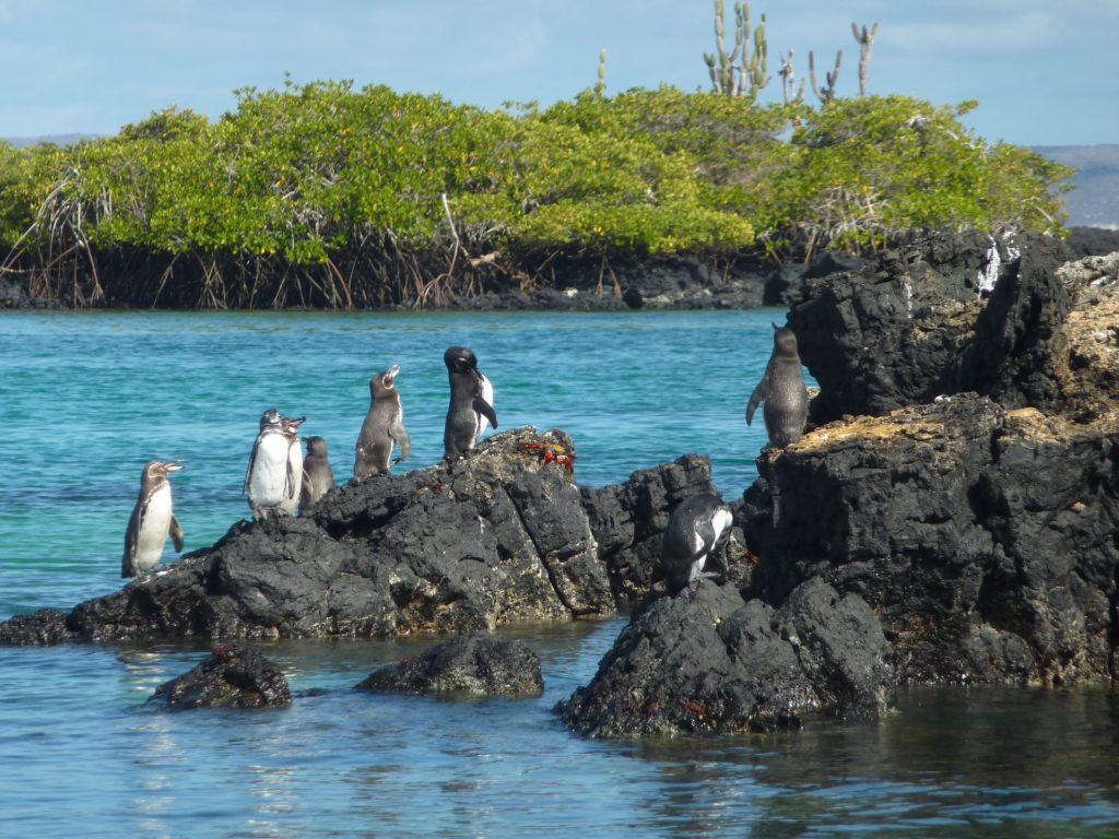 Penguin Forget Charles Darwin: Here are 15 Amazing Travel Experiences in the Galapagos Islands