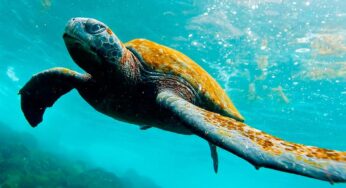 New Requirements to Enter Galapagos Islands | 2025