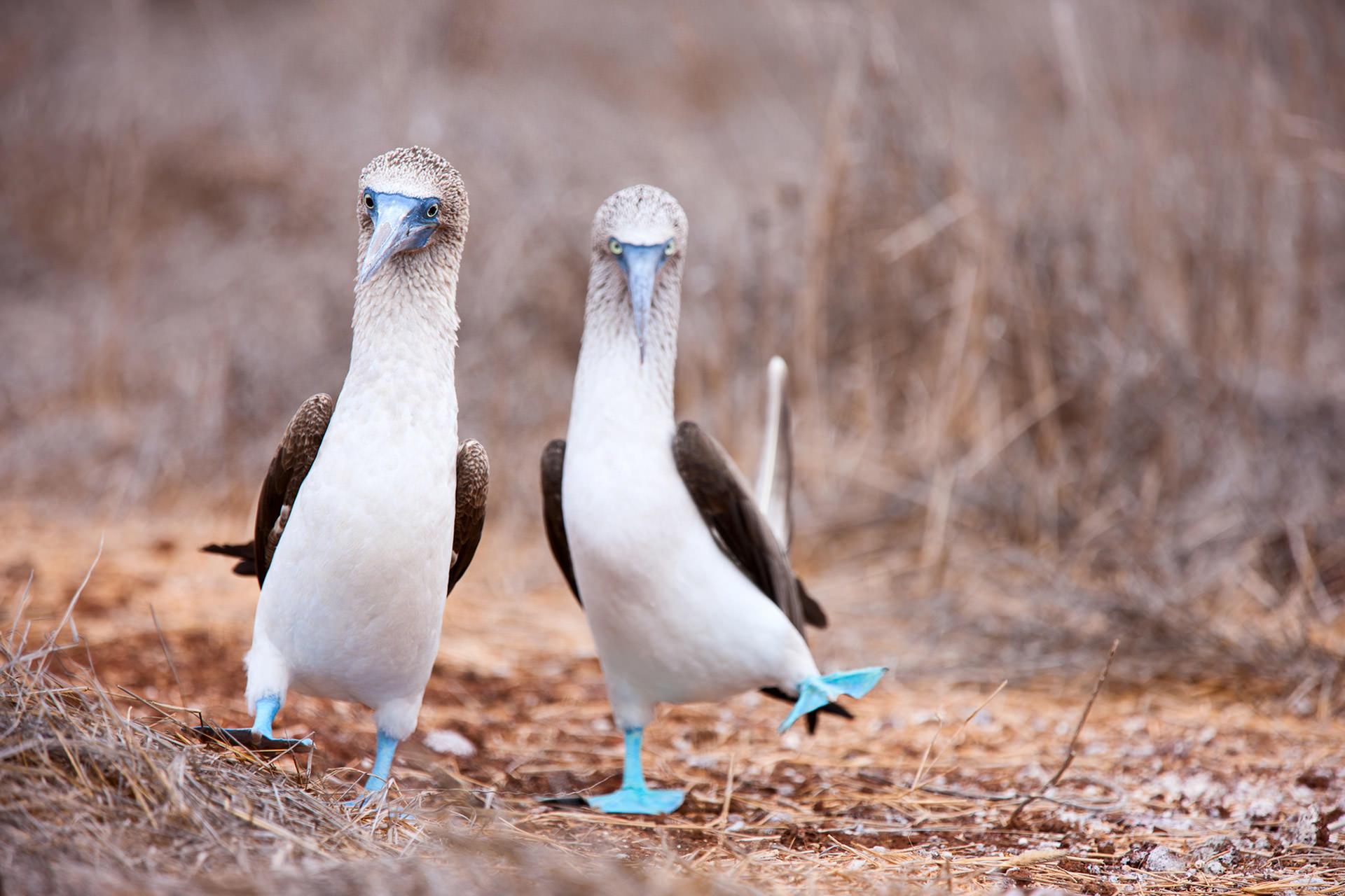 couples-cruise-galapagos-when to travel