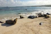 espanola galapagos day trip sea lion colony