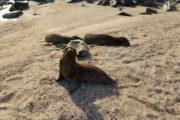 sea lions in Española Island
