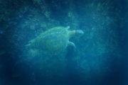 kicker rock day tour from san-cristobal yacht sea turtle