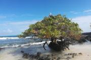 Isabela Island - Playa del Amor