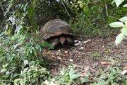 Santa Cruz Highlands - Turtle