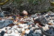 Tintoreras Islet - Baby Sea Lion Lava Lizard