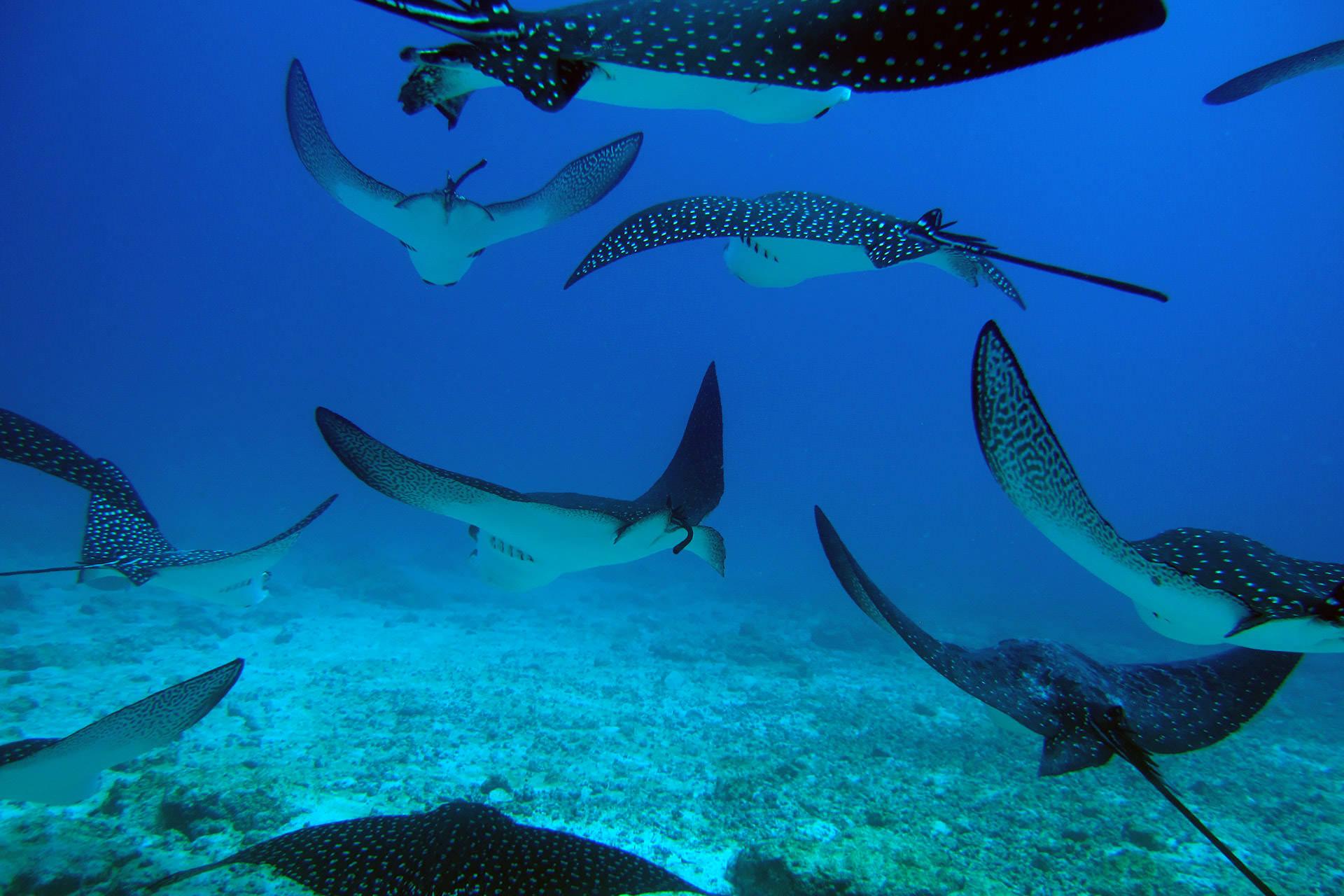 scuba diving galapagos beginner course rays 