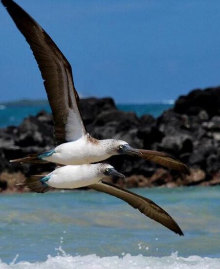 things to do in isabela galapagos elizabeth bay