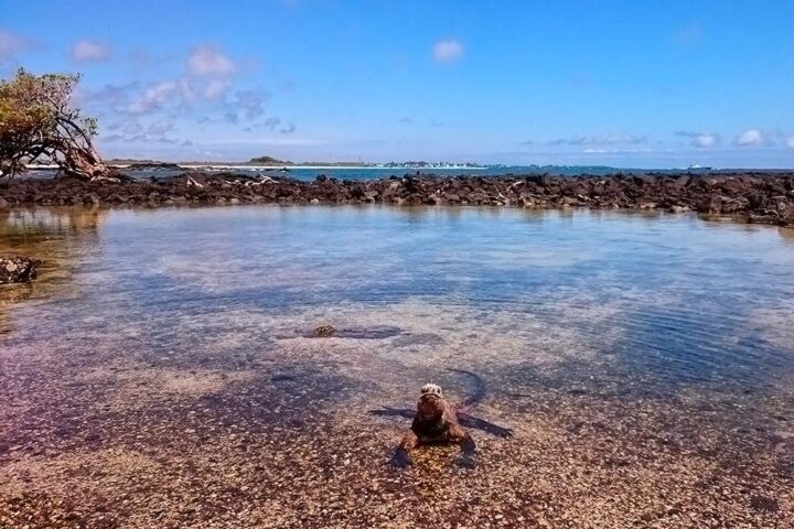 things to do in isabela galapagos humedales