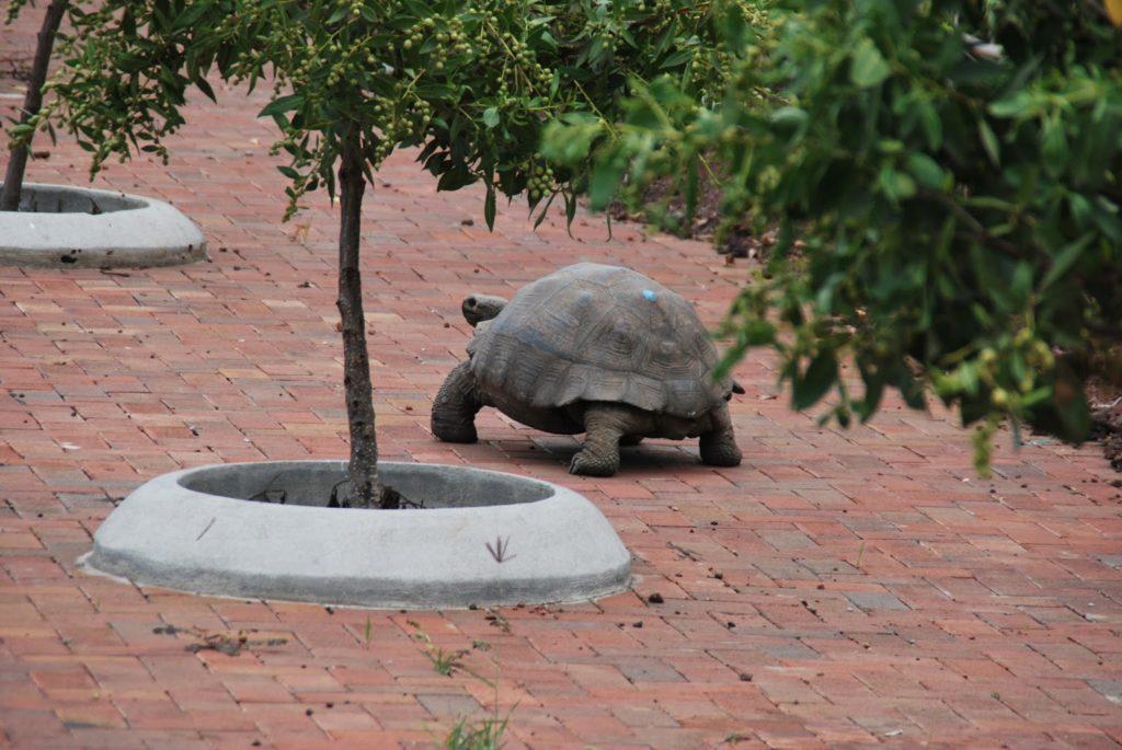 Galapagos tortoise in the street
