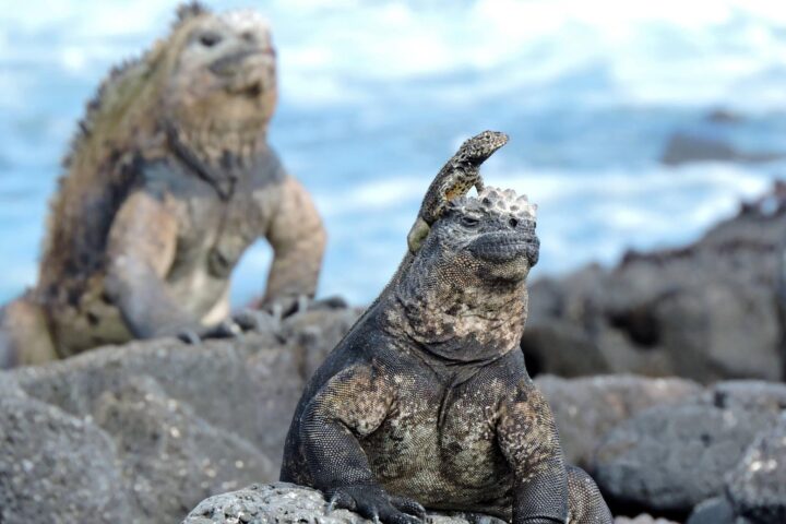 Galapagos marine iguanas mom