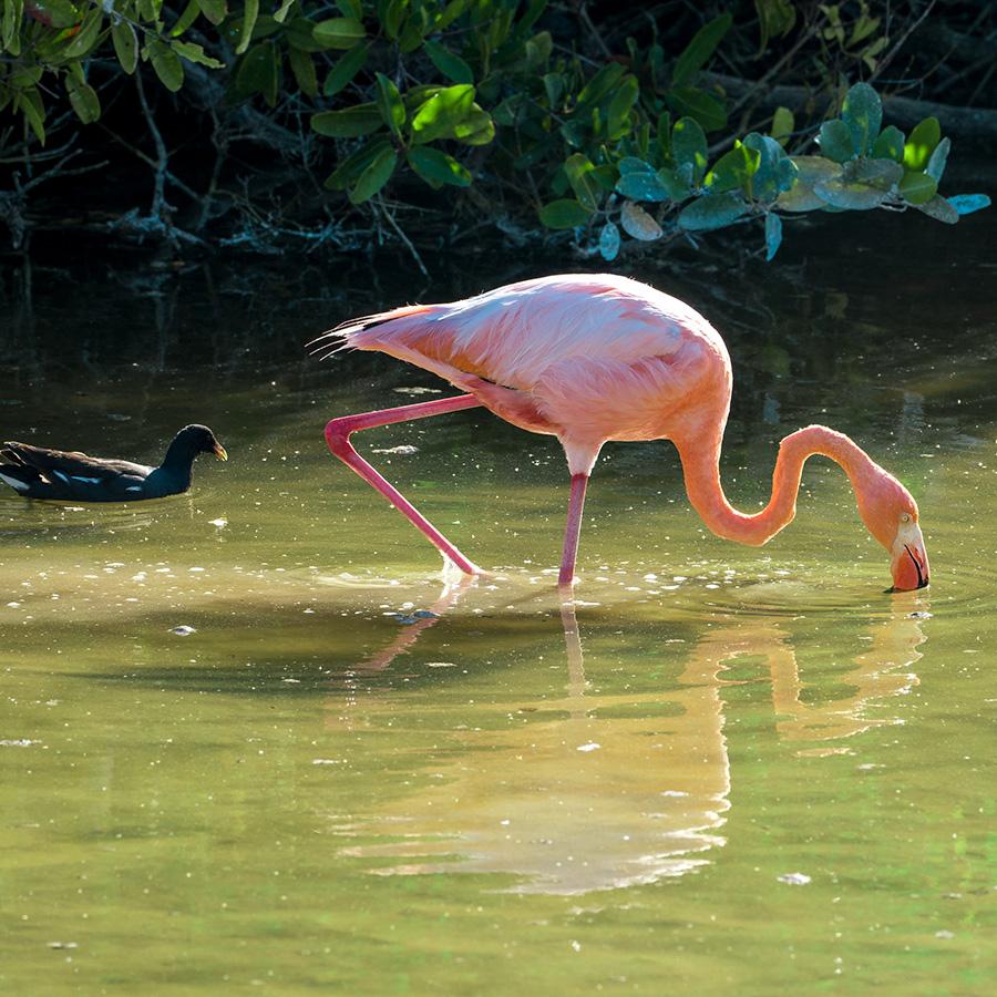 Galapagos Flamingoes