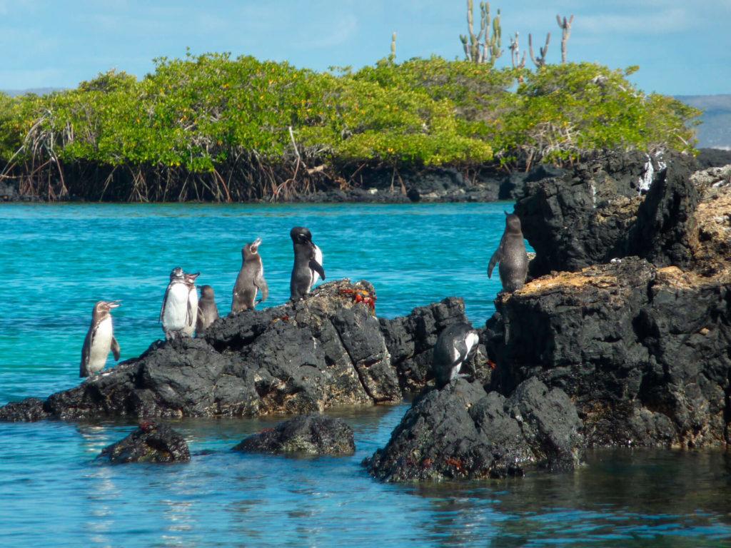 Galapagos Pinguins