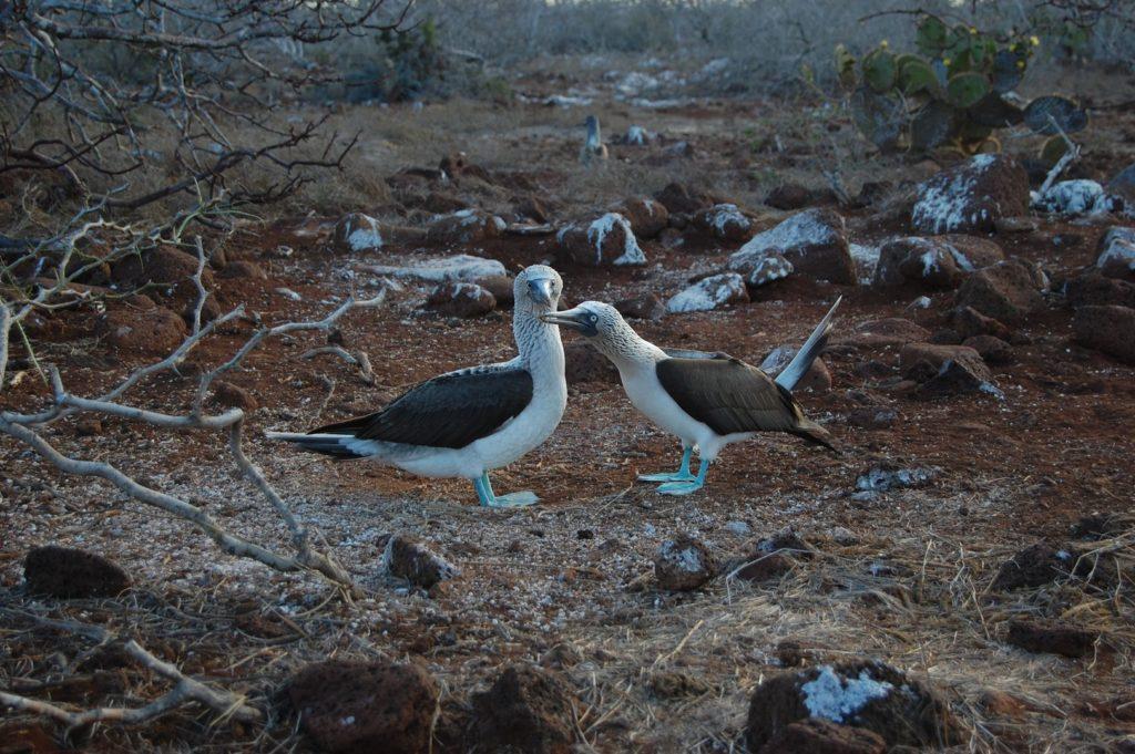 Blue-footed boobies at North Seymour