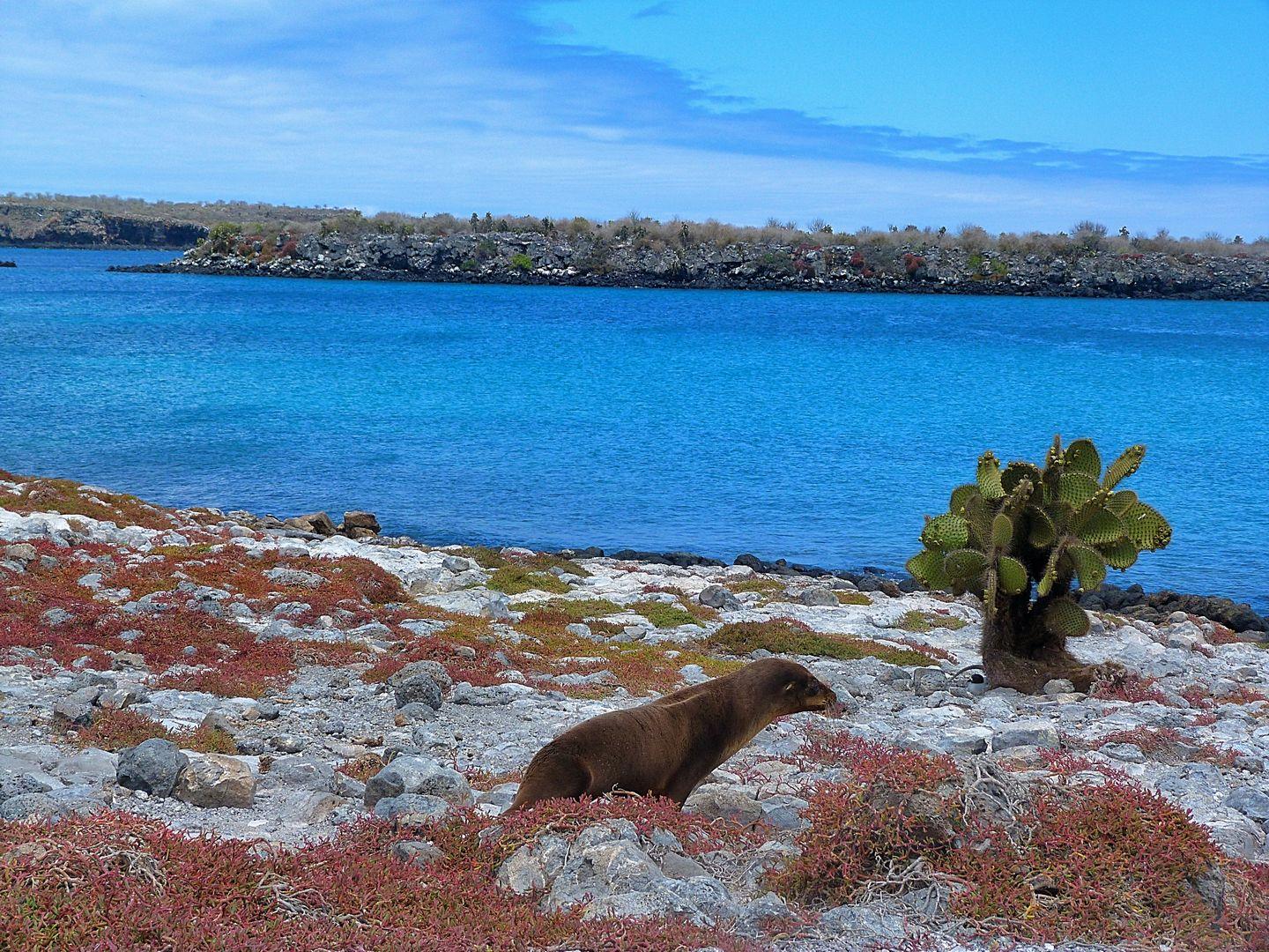 Sea lion near Plaza Sur's shore