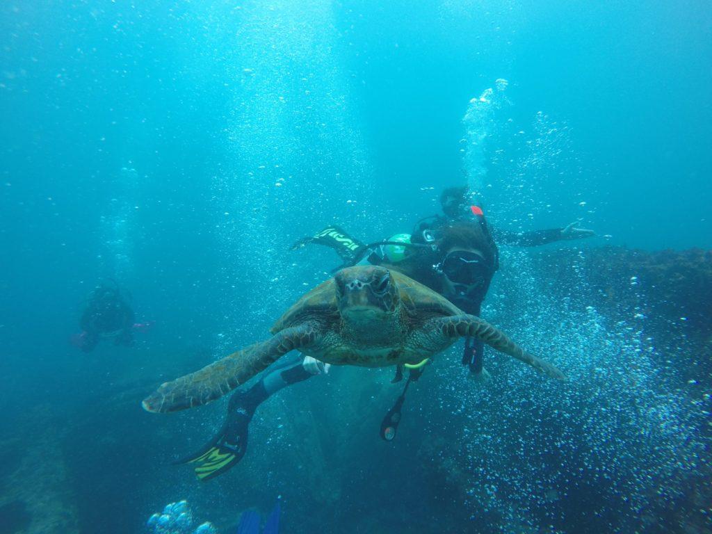 turtle with diver