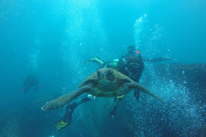 Galapagos Land Tour: Galapagos Diving Trips