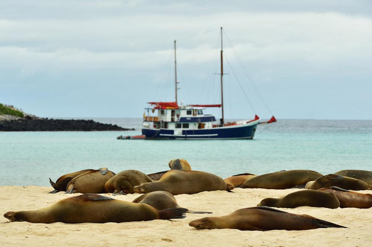 sea ​​lions in galapagos