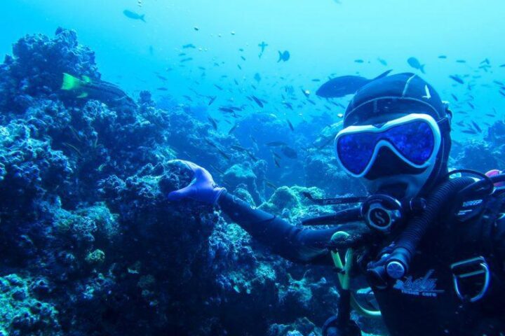 water diving with fish