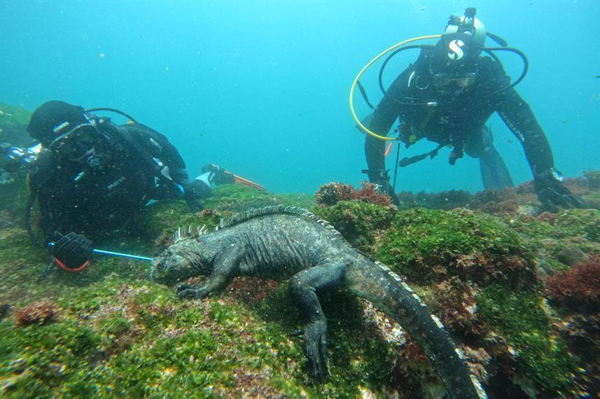diving under the sea with an iguana on Galaxy Diving II cruise