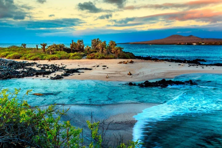 Galapagos fauna and flora