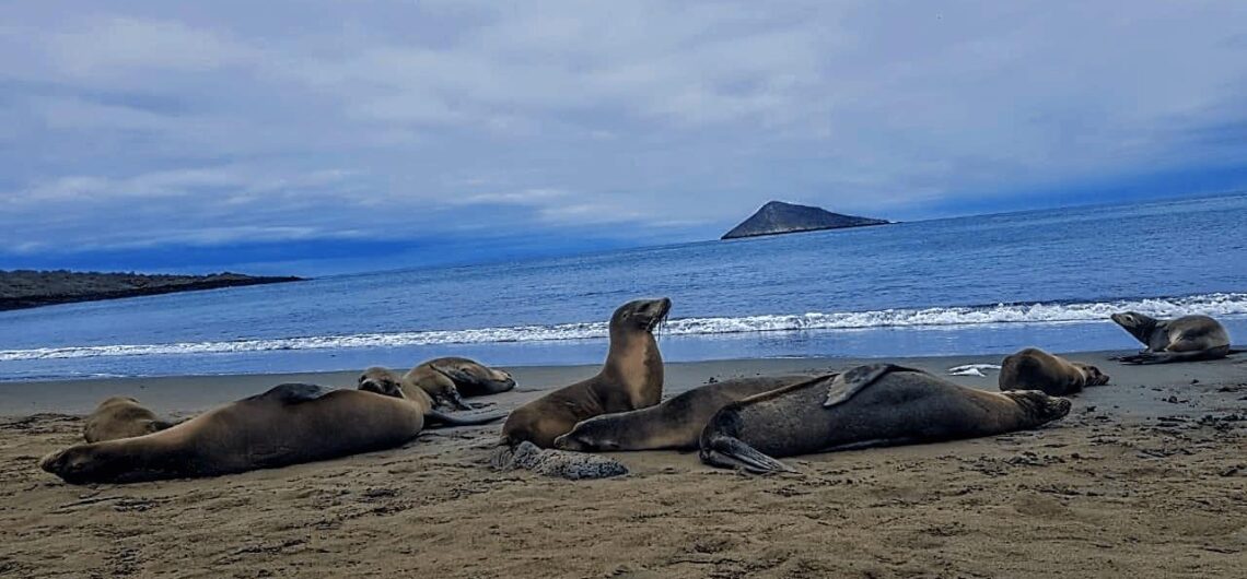 sea lions island tour Florana island