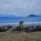 sea lions island tour Florana island
