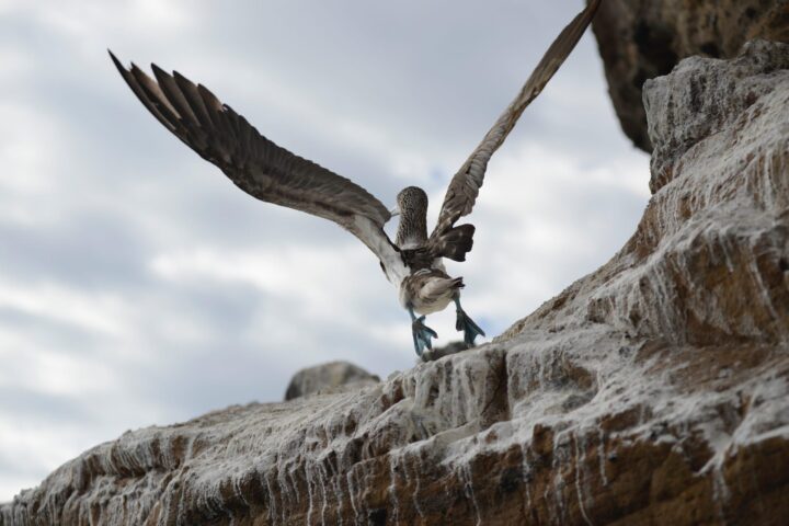 Blue footed Boobies flying at islands galapagos