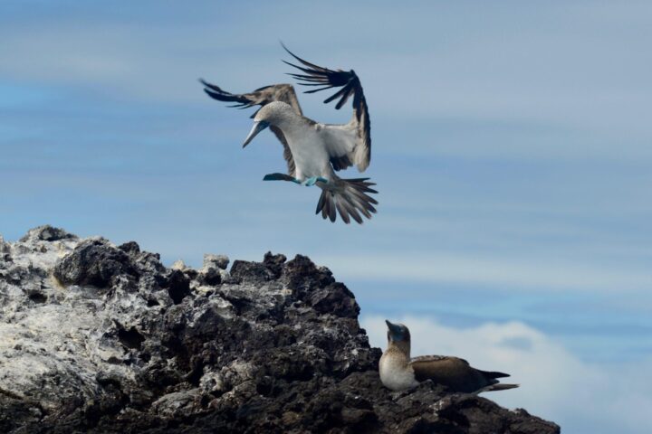 Blue footed Boobies flying in galapagos