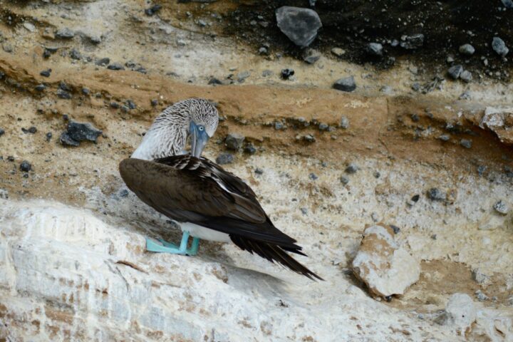 Blue footed Boobies in Galapagos