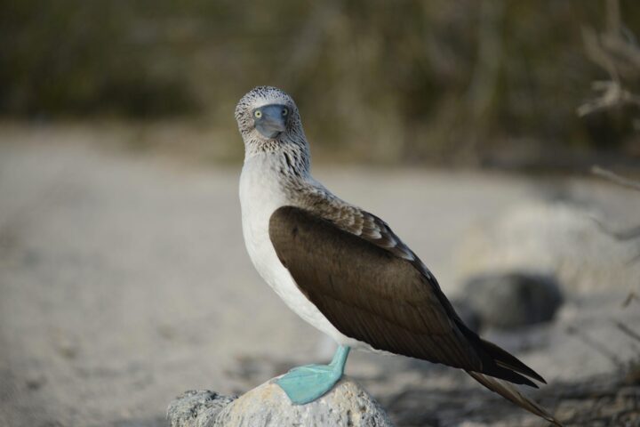 Blue footed Boobies on the rock