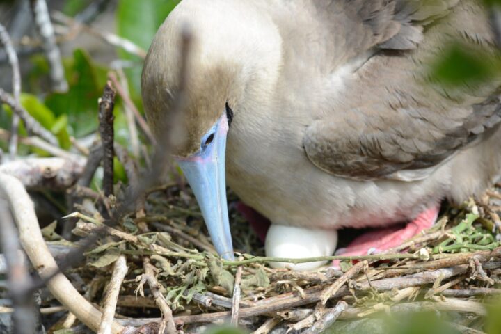 Blue footed Boobies with eggs