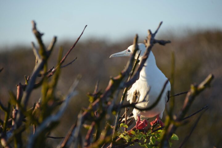 Red footed Boobies in the tree