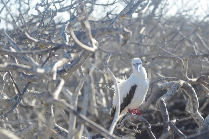 red footed Boobies in tree galapagos