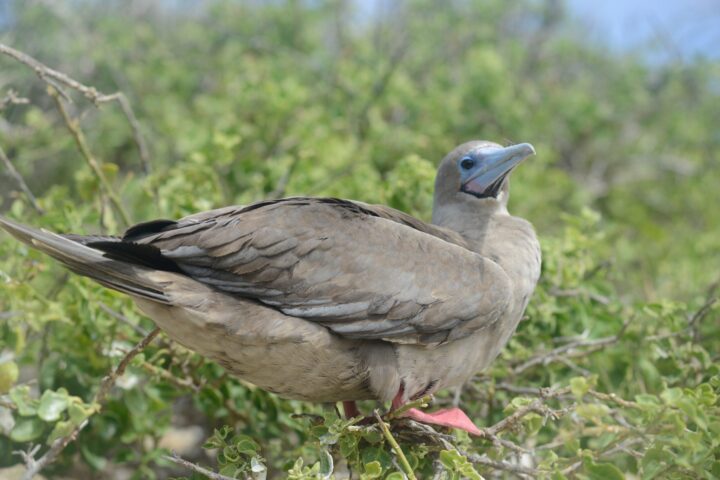 red footed Boobies in your habitat