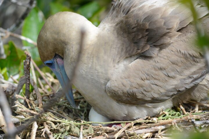 red footed Boobies with eggs